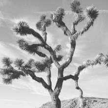 Load image into Gallery viewer, &quot;Joshua&quot;  Tree Wall Art